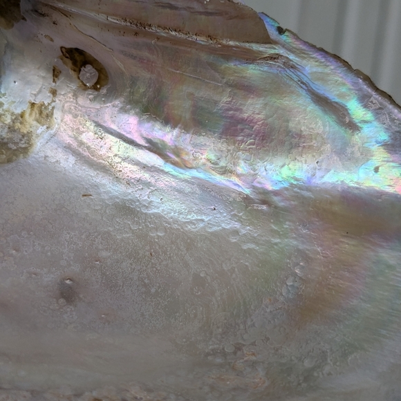 Pink Mussel Shells-Bundle- 6 Shells - Picture 7 of 9